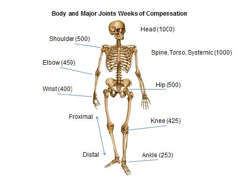 A labeled skeleton diagram highlighting the names of various bones in the human body for educational purposes